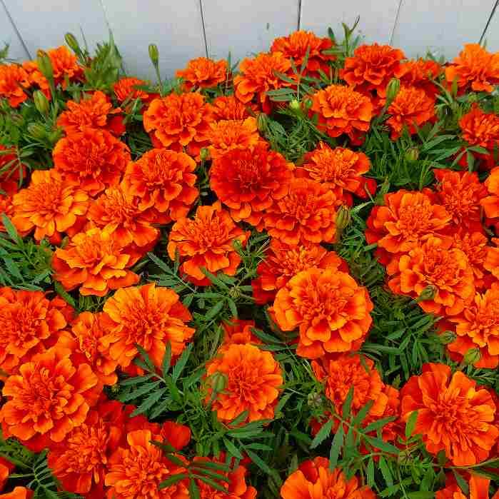 マリーゴールド 苗 ファイヤーボール 花色変化 夏の花壇苗 3 5号 2628 ファッション