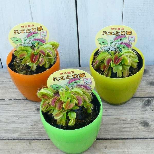 食虫植物 ハエトリソウ 大花 苗 3号ポット ハエトリグサ 観葉植物 0525 Br お花処 昌山園 通販 Yahoo ショッピング