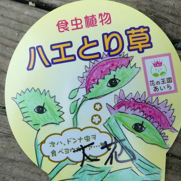食虫植物 ハエトリソウ 大花 苗 3号ポット ハエトリグサ 観葉植物 2531 お花処 昌山園 通販 Yahoo ショッピング