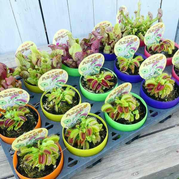 食虫植物 ハエトリソウ 大花 苗 3号ポット ハエトリグサ 観葉植物 2531 お花処 昌山園 通販 Yahoo ショッピング