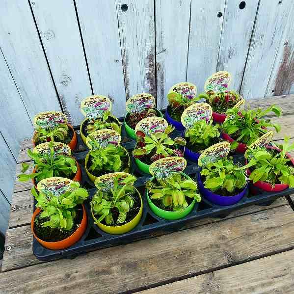 食虫植物 ハエトリソウ 大花 苗 3号ポット ハエトリグサ 観葉植物 2802 お花処 昌山園 通販 Yahoo ショッピング