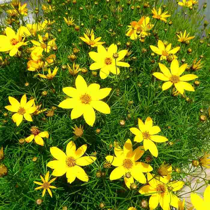 コレオプシス 苗 糸葉ハウシャギク 3.5号 黄花 細葉 耐寒性宿根草