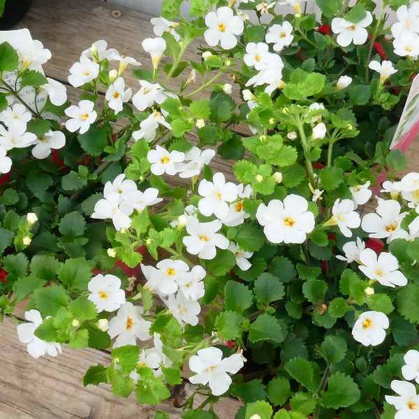 バコパ コピア ホワイト 大輪種 白花 3 5号 花苗 小花 ステラ ハンギング用 寄せ植えにも 0528 お花処 昌山園 通販 Yahoo ショッピング