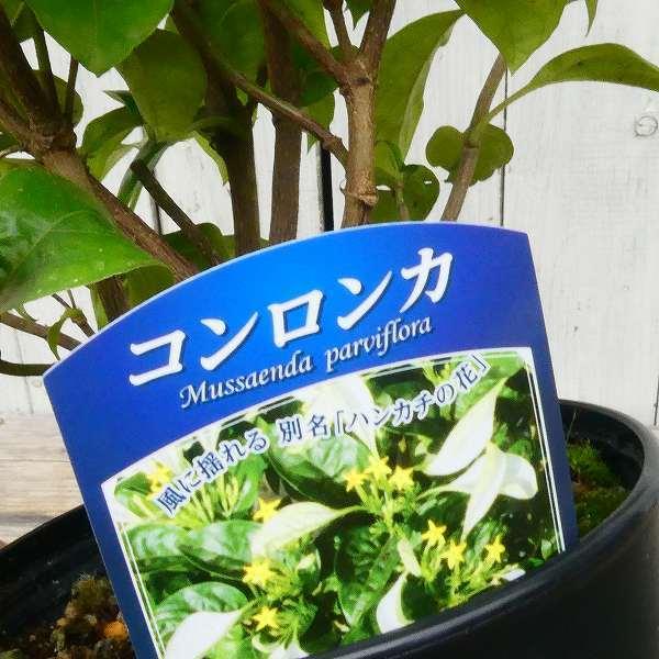 満点の 専用 コンロンカ苗 植物 観葉植物 インテリア 住まい 小物 Belvtor By