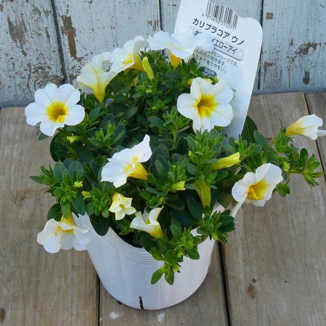 カリブラコア 苗 ウノ ホワイトイエローアイ 白花 3.5号 260505 : お花