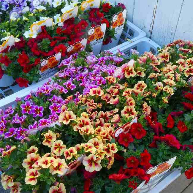 カリブラコア 苗 ウノ ホワイトイエローアイ 白花 3.5号 260505 : お花