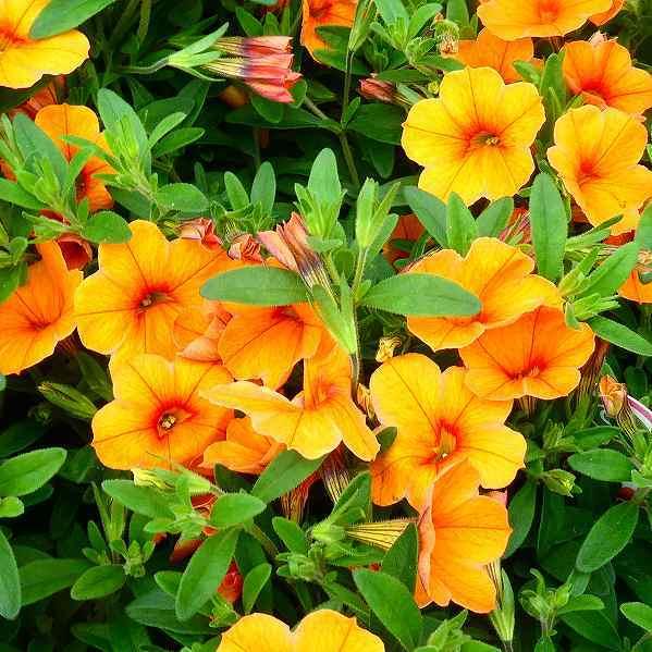 カリブラコア 苗 チャチャ タンジェリン オレンジ色 3 5号 2517 お花処 昌山園 通販 Yahoo ショッピング