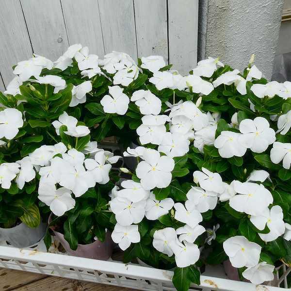 日々草 苗 白花 タイタン ピュアホワイト ニチニチソウ 3.5号 夏の花壇