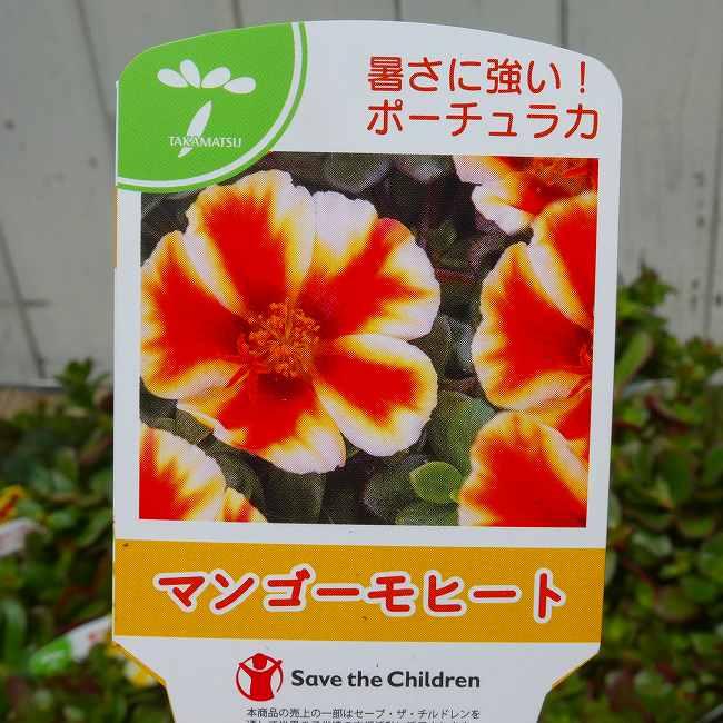 ポーチュラカ 苗 シーグラス マンゴーモヒート 3.5号 乾燥暑さに強い