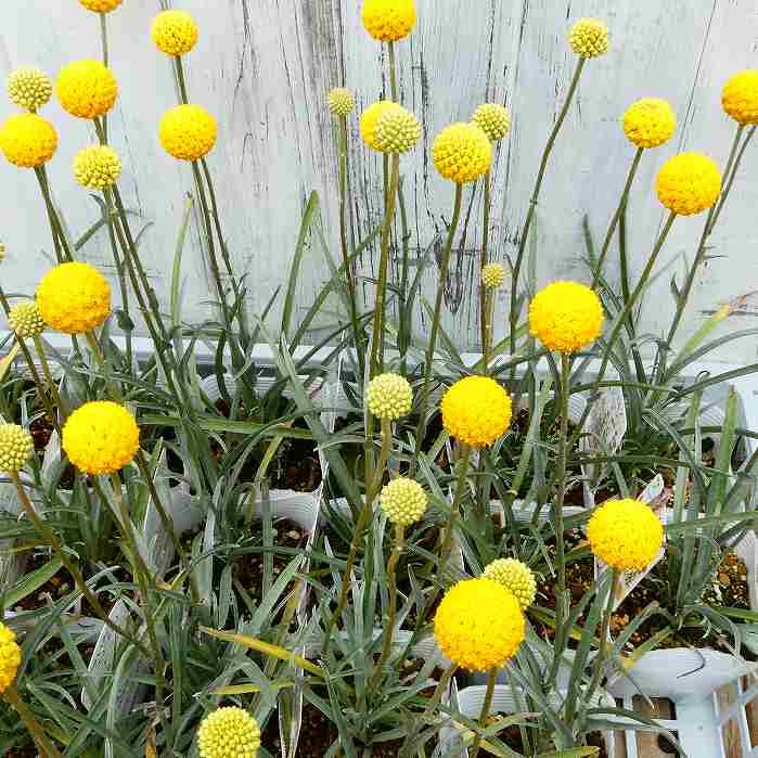 クラスペディア 苗 ゴルフビューティー3.5号 240528 : お花処 昌山園