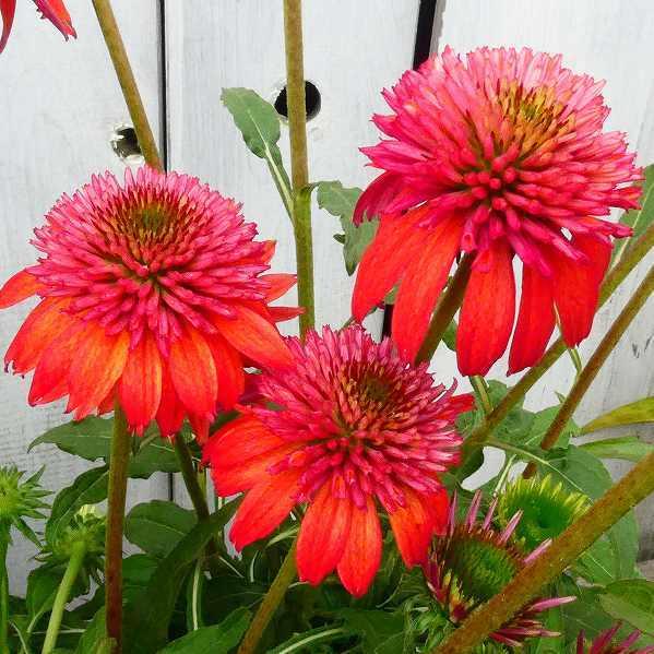 エキナセア ダブルスクープ オレンジベリー 4号 八重咲き 苗 赤