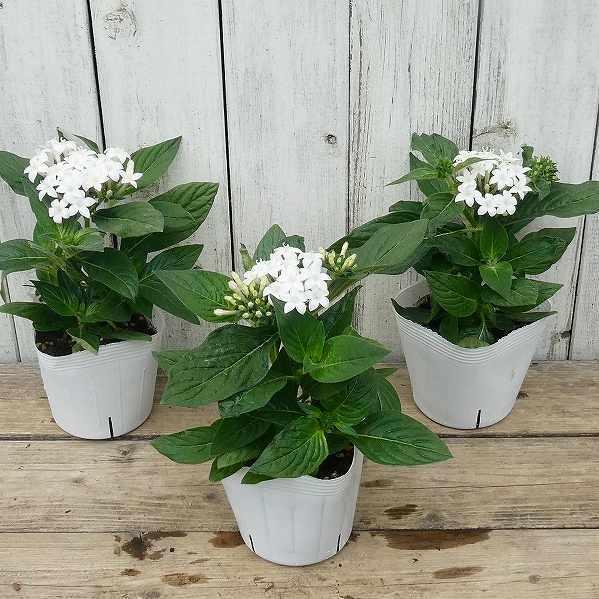 78 以上節約 ペンタス 白花 苗 3 5号 花壇苗 夏の花 2630 Whitesforracialequity Org