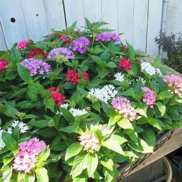 ペンタス グラフィティ ローズ 苗 3 5号 花壇苗 0805 お花処 昌山園 通販 Yahoo ショッピング