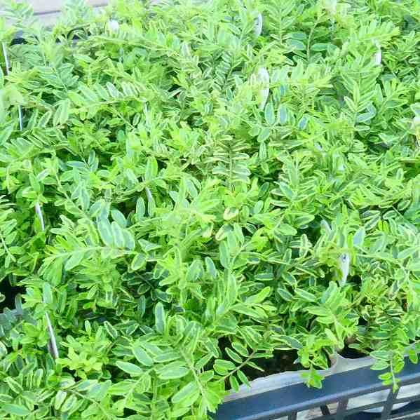 ロニセラ ニティダ レモンビューティー 3 5号 常緑低木 植え込み トピアリー 0629 お花処 昌山園 通販 Yahoo ショッピング