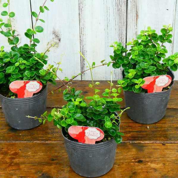 ロニセラ マカロン 3号 常緑低木 小さい丸葉 常緑 1010 お花処 昌山園 通販 Yahoo ショッピング