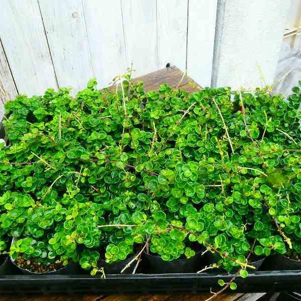 ロニセラ マカロン 3号 常緑低木 小さい丸葉 常緑 1010 お花処 昌山園 通販 Yahoo ショッピング