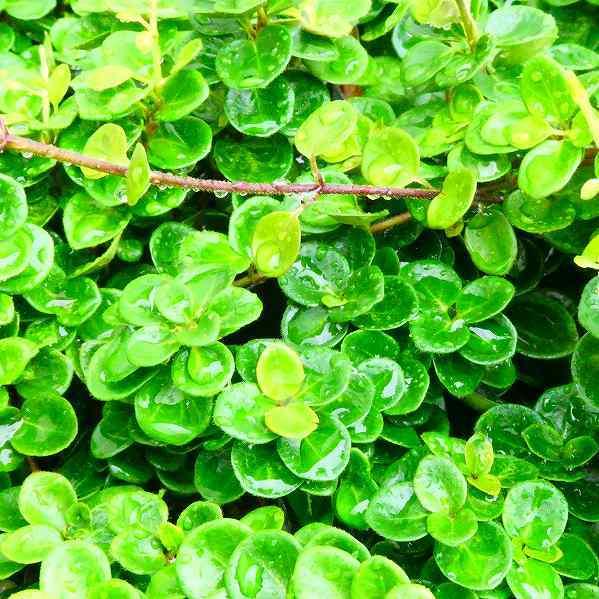 ロニセラ マカロン 3号 常緑低木 小さい丸葉 常緑 1010 お花処 昌山園 通販 Yahoo ショッピング