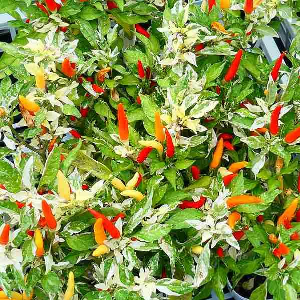 鑑賞用トウガラシ 苗 ウチュウクリームレッド 斑入り 3 5号 唐辛子 秋まで楽しめる 25 お花処 昌山園 通販 Yahoo ショッピング