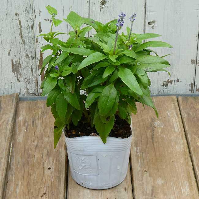 訳あり ブルーサルビア 苗 花無し苗 夏の花 3.5号 260707 : お花処 昌