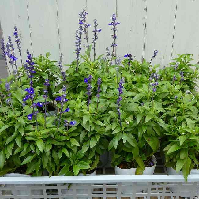 訳あり ブルーサルビア 苗 花無し苗 夏の花 3.5号 260707 : お花処 昌