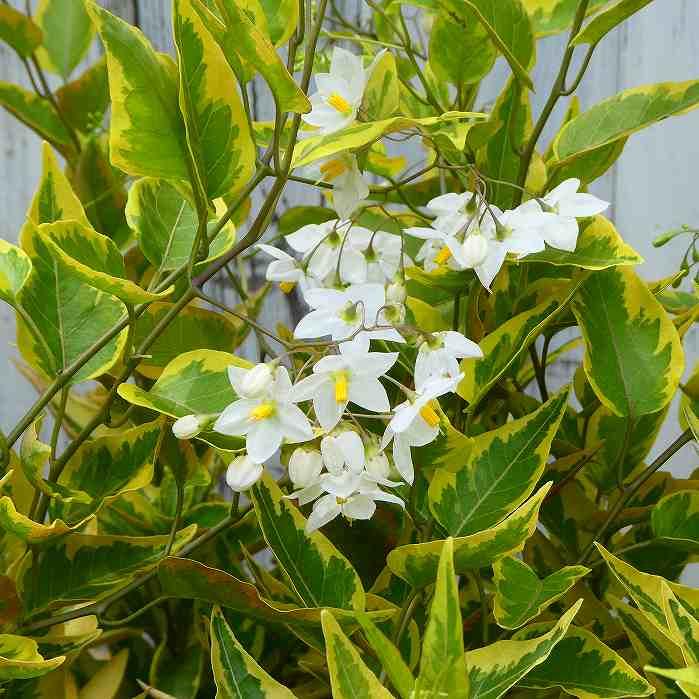 ヤマホロシ 苗 斑入り 白花 3.5号 ツルハナナス ツル植物 240702