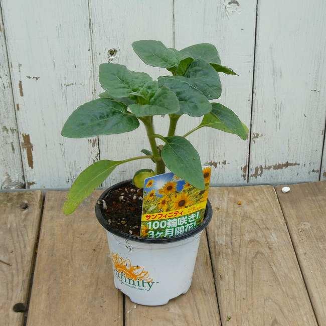 ヒマワリ 苗 サンフィニティ 3.5号ポット ひまわり 夏の花 多花性