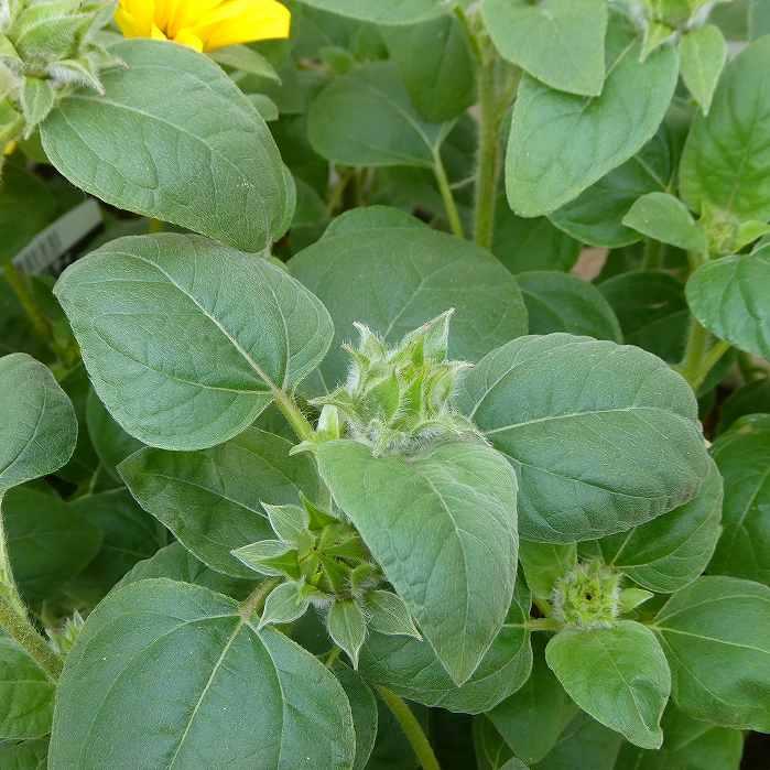ヒマワリ 苗 サンフィニティ 3.5号ポット ひまわり 夏の花 多花性