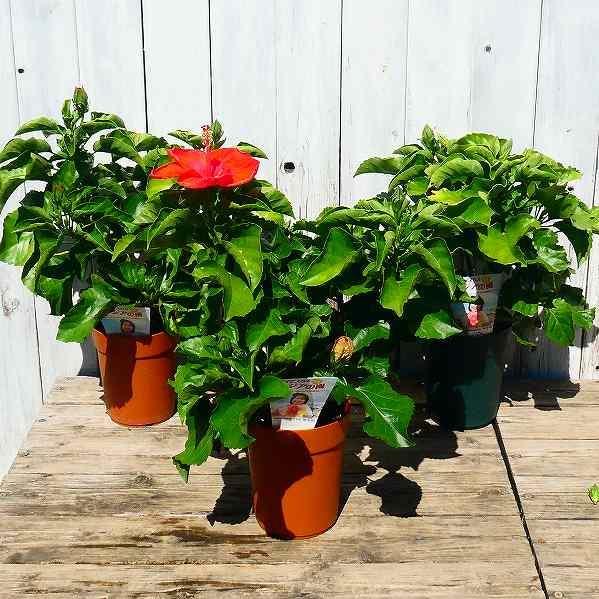 ハイビスカス アジアの風 レオ 4号鉢 赤花 夏の花 苗 鉢花 2818 お花処 昌山園 通販 Yahoo ショッピング