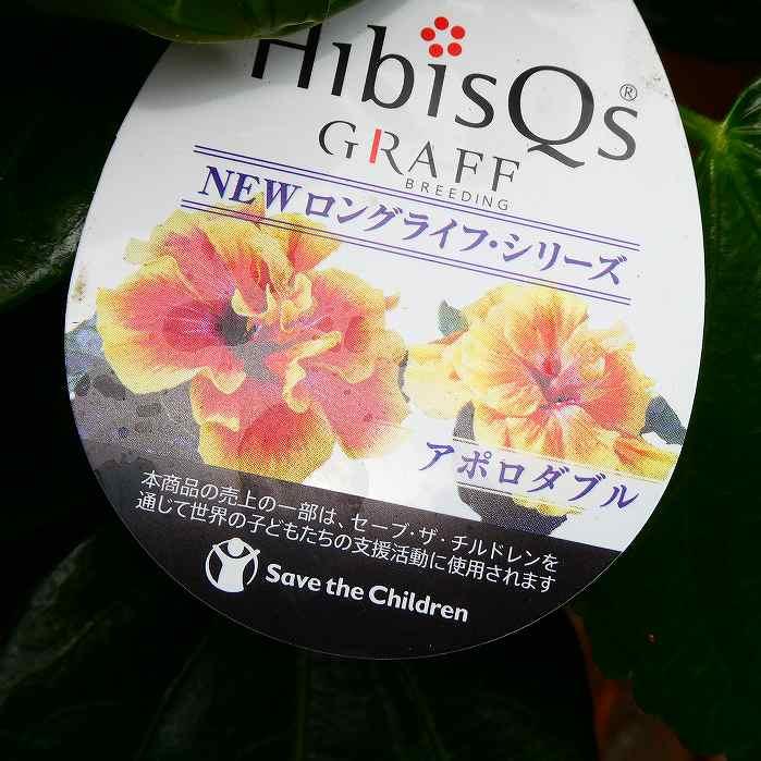 ハイビスカス 苗 4号鉢 アポロダブル NEWロングライフ 八重咲き 夏の花