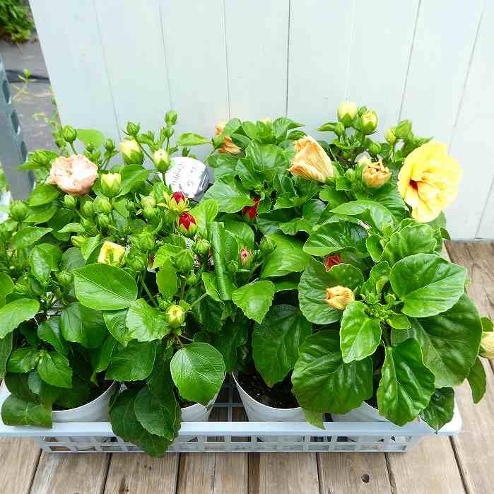 ハイビスカス 苗 4号鉢 アポロダブル NEWロングライフ 八重咲き 夏の花