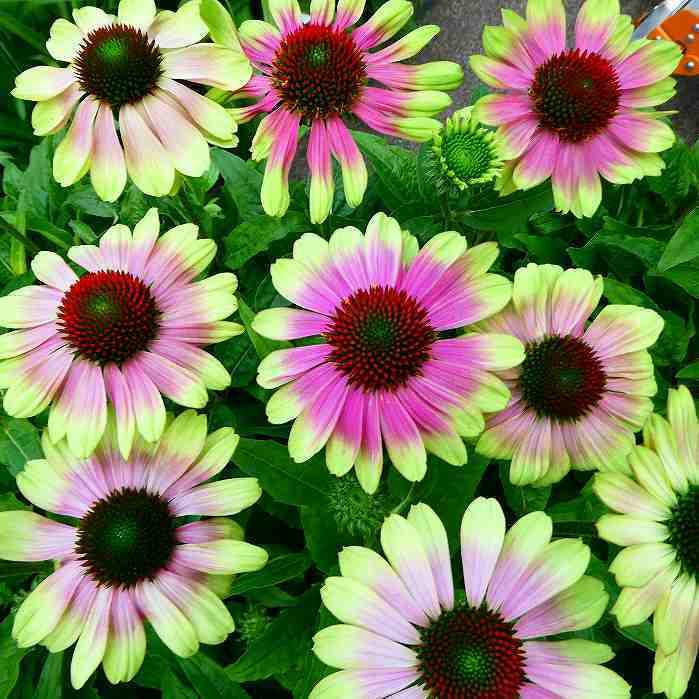 エキナセア 苗 ヴィンテージライム 3.5号 花色変化 宿根草 夏の花 花壇