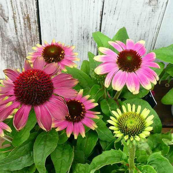 エキナセア 苗 ヴィンテージライム 3 5号 花色変化 宿根草 夏の花 花壇苗 山野草 2712 お花処 昌山園 通販 Yahoo ショッピング