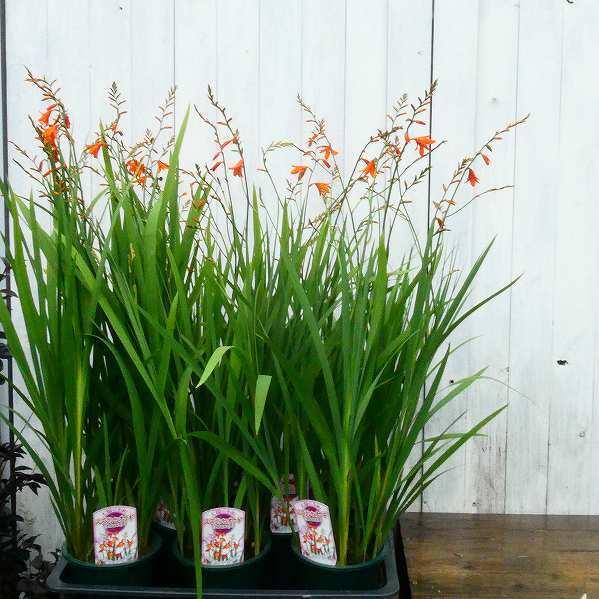 スズランヒオウギ 苗 4号 姫檜扇水仙 クロコスミア モントブレチア