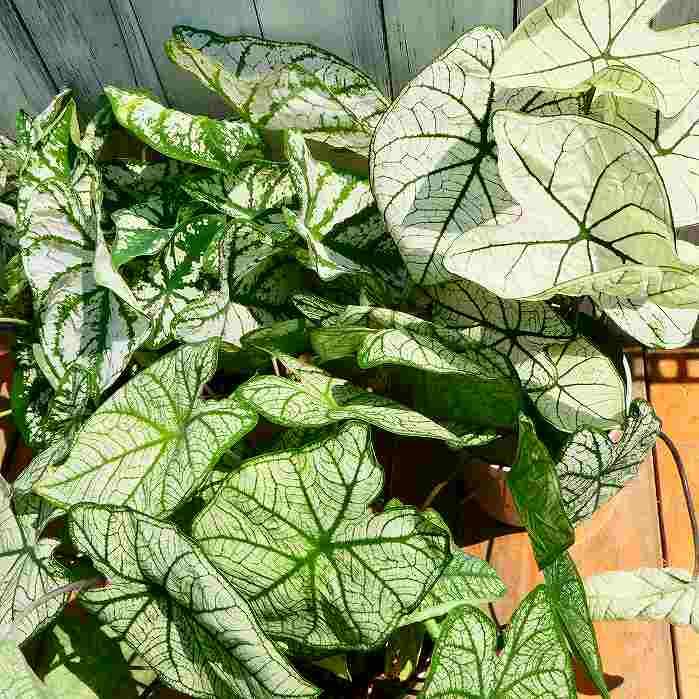 カラジューム 白斑 5号鉢 鉢植え 観葉植物 カラジウム 涼しげ インドア 