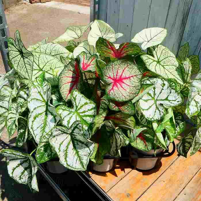 カラジューム 白斑 5号鉢 鉢植え 観葉植物 カラジウム 涼しげ インドア 