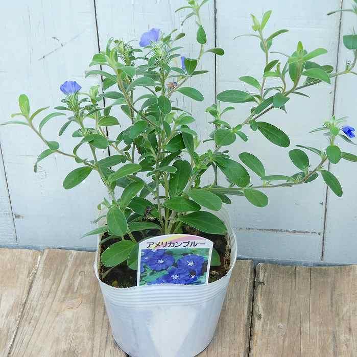 アメリカンブルー アメリカンブルー 苗 3.5号 夏の花壇苗 青花 花苗 ガーデニング 秋まで