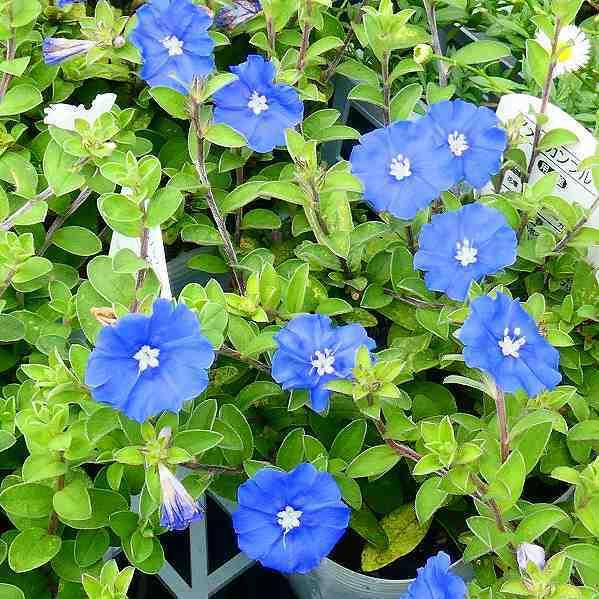 アメリカンブルー 苗 3.5号 夏の花壇苗 青花 花苗 ガーデニング 秋まで