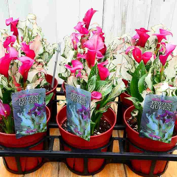 カラー フローズンクイーン 5号 鉢植え 透明な葉 ピンク花 鉢花 苗