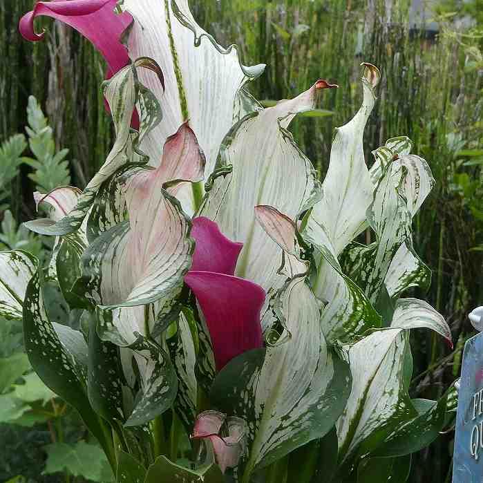 カラー フローズンクイーン 5号 鉢植え 透明な葉 ピンク花 鉢花 苗