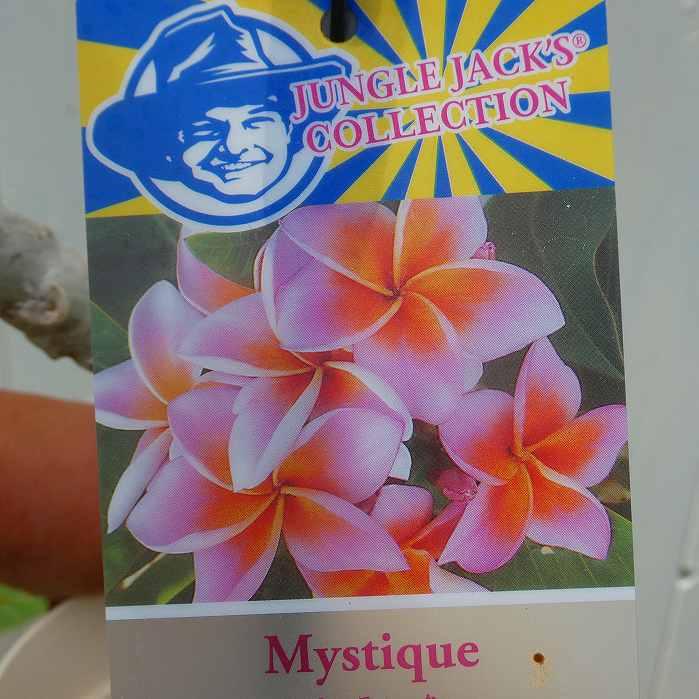 プルメリア 苗 3号ポット 南国植物 苗木 夏の花 2621 お花処 昌山園 通販 Yahoo ショッピング