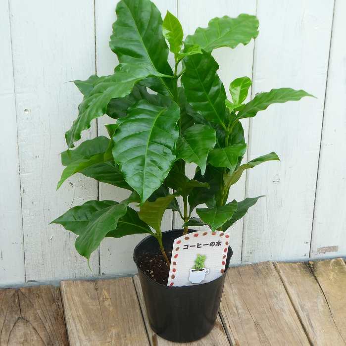 コーヒー 苗 アラビカ種 3本植え 3.5号 観葉植物 ミニグリーン 260317