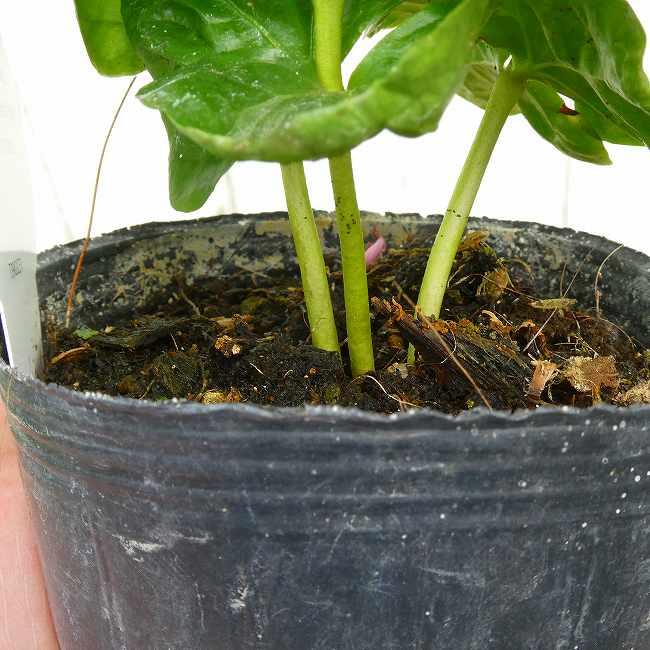 コーヒー 苗 アラビカ種 3本植え 3号 観葉植物 ミニグリーン コーヒー