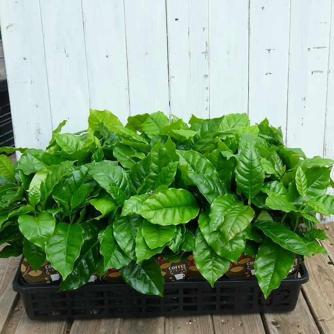 コーヒー 苗 アラビカ種 3本植え 3号 観葉植物 ミニグリーン コーヒー