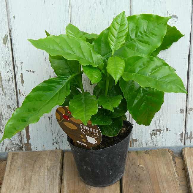 コーヒーの木　アラビカ　斑入り　3号 コーヒー 苗 アラビカ種 3本植え 3号 観葉植物 ミニグリーン コーヒー
