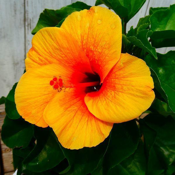 小輪ハイビスカス てぃーだ オレンジアイ 現品2 5号鉢 夏の花 熱帯花木 鉢花 04 お花処 昌山園 通販 Yahoo ショッピング