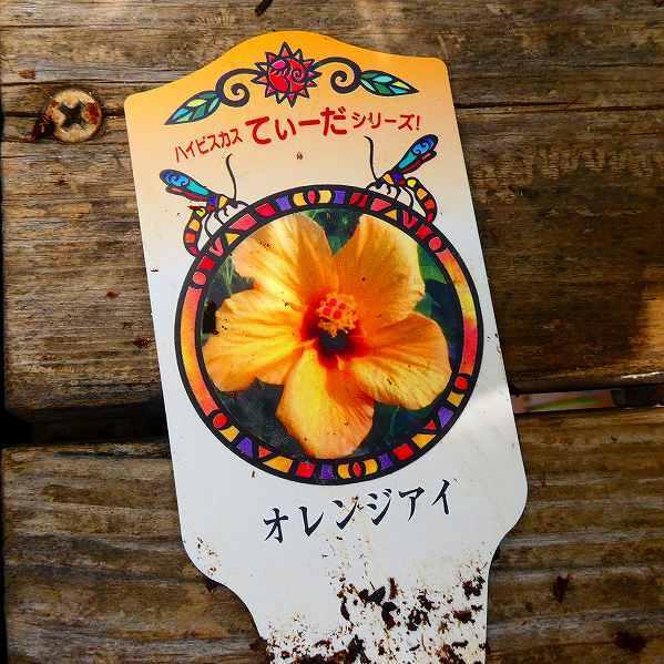 小輪ハイビスカス てぃーだ オレンジアイ 現品2 5号鉢 夏の花 熱帯花木 鉢花 04 お花処 昌山園 通販 Yahoo ショッピング