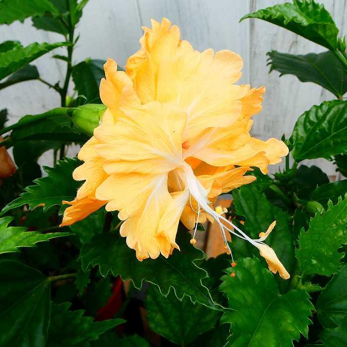 ハイビスカス ハニーブラウン 5号鉢 茶色 夏の花 熱帯花木 鉢花 2611 お花処 昌山園 通販 Yahoo ショッピング