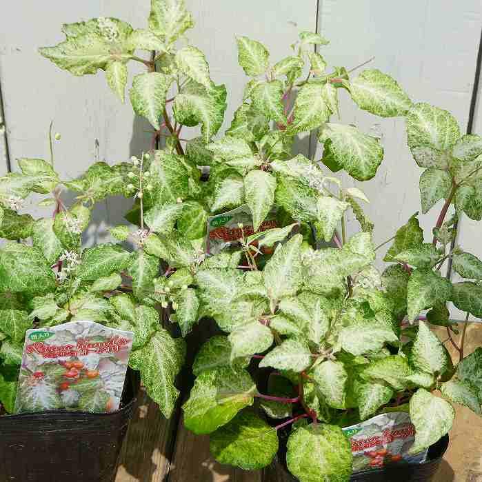 ジュズサンゴ 白実 苗 3 5号 木立性 山野草 数珠珊瑚 2802 お花処 昌山園 通販 Yahoo ショッピング