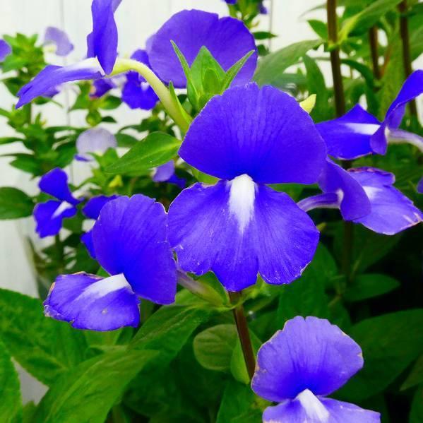 ブルーキャッツアイ 5号鉢 オタカンサス 青花 ブルー 0831 : お花処 昌