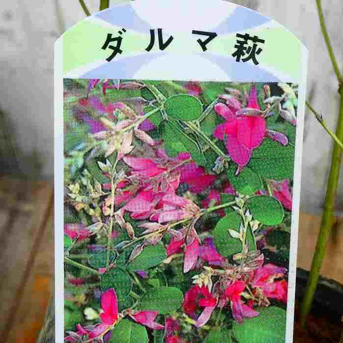 萩 苗 だるま萩 3.5号 ピンク花 秋の七草 山野草 宿根草 茶花 250825